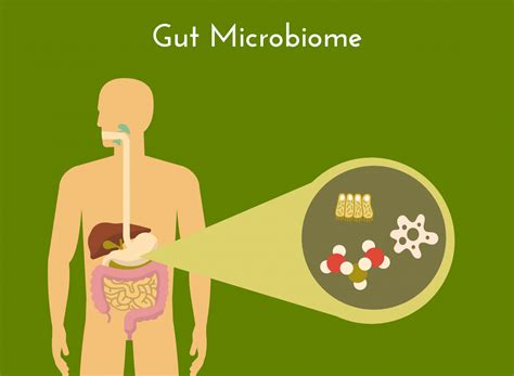 What Is Gut Microbiome And What It Does Altlife