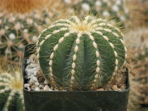 Echinopsis Fuzzy Cactus Plant Cactus Limon