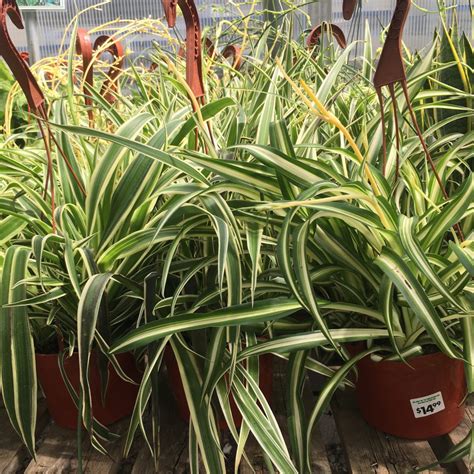 Spider Plants Chlorophytum Comosum Tropicalshouseplants Cochrane