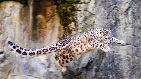 Download Wallpaper 1920x1080 Snow Leopard Jump Big Cat Rocks Full Hd