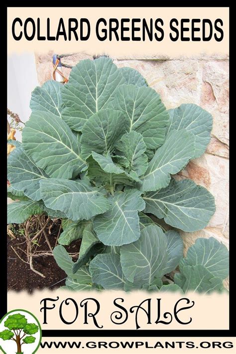 This perennial is one of the oldest members of the cabbage family. Collard greens seeds for sale | Seeds for sale, Easy ...