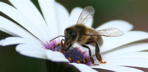 Getting A Grip ‘velcro Like Structure Helps Bees Stick
