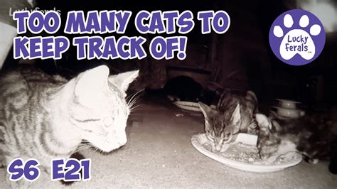 Too Many Cats To Keep Track Of S6 E21 Lucky Ferals Cat Videos Feral