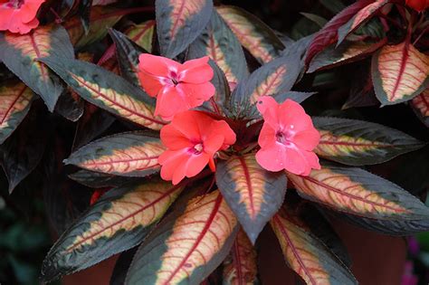 The foliage is ornamental as well, and can be green, bronze, or purple in colour. Celebrette Light Coral New Guinea Impatiens (Impatiens ...