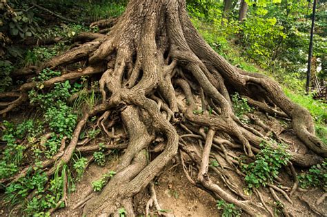 Tree Roots Stock Photo Download Image Now Root Tree Large Istock