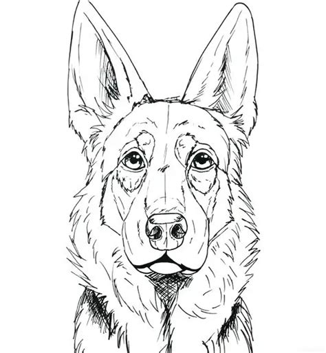 How To Draw A German Shepherd Face And Head Step By Step And Easy