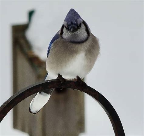 Valley News Foe Or Friend Blue Jays Provide An Important Service To