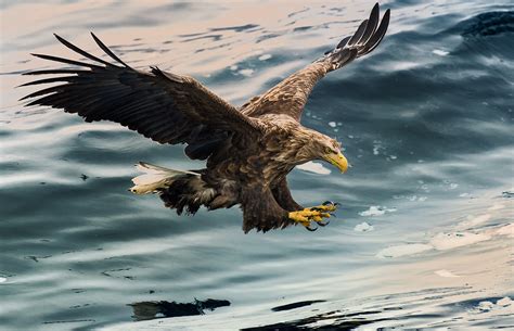 Maybe you would like to learn more about one of these? Eagle Eye - Most Beautiful Picture