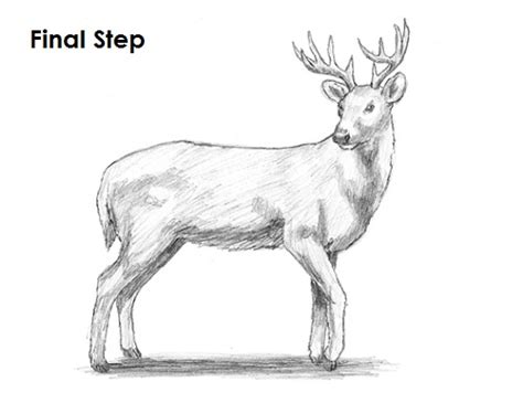 How To Draw A White Tailed Deer Video And Step By Step Pictures