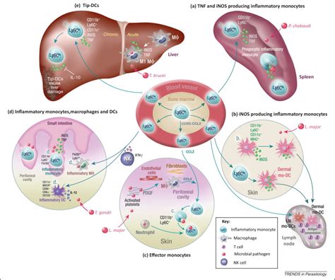 The Diverse Roles Of Monocytes In Inflammation Caused By Protozoan