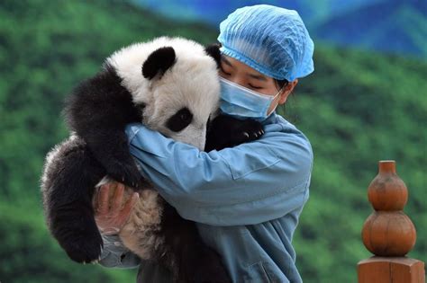Protection Of Giant Pandas Wont Be Weakened In China Official