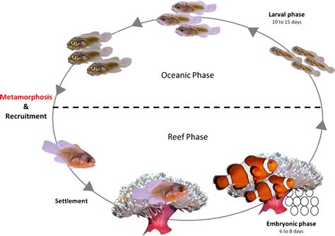 Life Cycle Of A Clown Fish