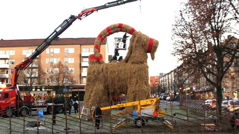 Giant Christmas Straw Goat Inaugurated In Gävle Radio Sweden