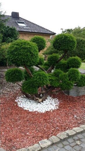 Wie wäre es beispielsweise mit einer harlekinweide (salix integra 'hakuru niskishi')? Pin auf Garten