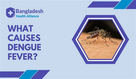 What Causes Dengue Fever The Role Of The Dengue Virus Bha