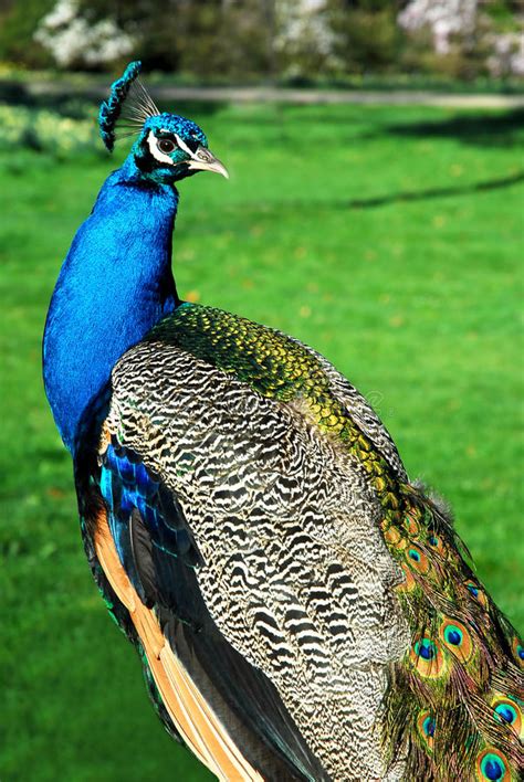 Male Indian Peafowl Stock Photo Image Of Grass Peafowl 12469894