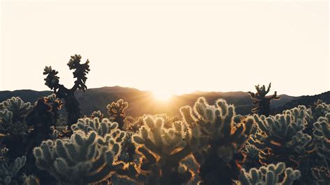 Download Wallpaper 1366x768 Cacti Sun Sunlight Sunset Plants Tablet