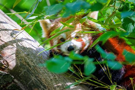 Premium Photo Red Panda In Forest Red Panda Lying On The Tree With