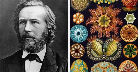 Ernst Haeckel The Man Who Merged Science With Art