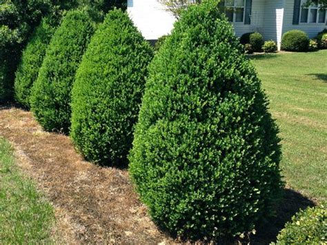 Boxwood Gammons Garden Center And Landscape Nursery