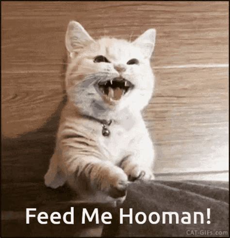 Cat Feed Me  Cat Feedme Hooman Discover And Share S