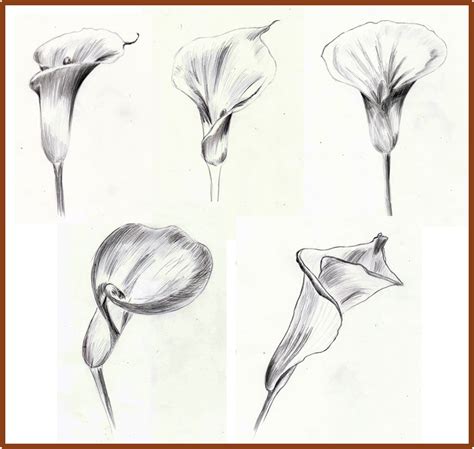 How to draw flowers for kids. Calla Lilies Drawing at GetDrawings | Free download
