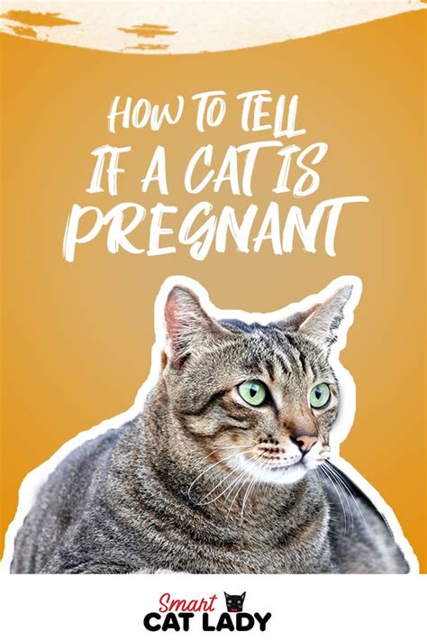 How To Tell If Your Cat Is Pregnant Without A Vet Shans Web