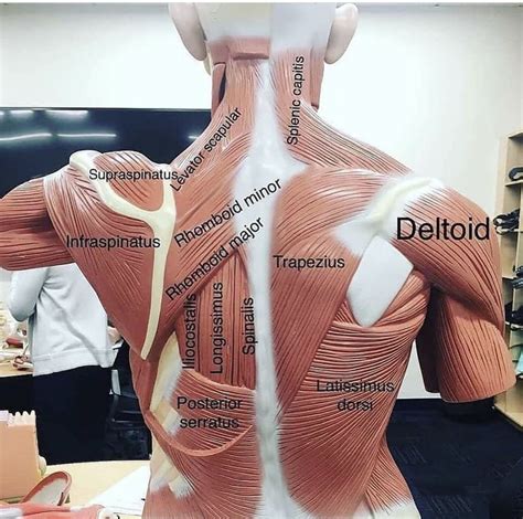 Anatomy of human back muscles, with ways to remember muscle names and actions. Pin on OT always functional