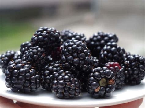 Can You Eat Wild Blackberries, Raspberries & Mulberries?