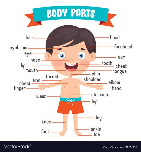 Body Parts With Pictures Body Parts Parts Of The Body In English With