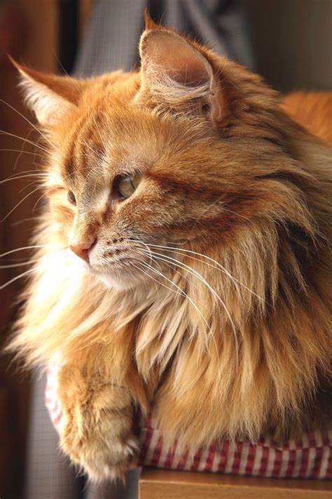 Pin By Pashaizheev On Beauty In 2020 Orange Cats Orange Tabby Cats