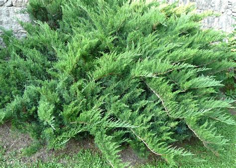 Kadiķis Kazaku Juniperus Sabina Skuju Koki Krūmi Katalogs