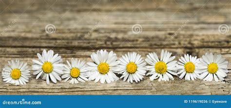 Panoramic Banner Image Of Daisy Flowers On Rustic Wood Stock Photo