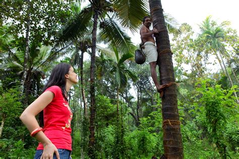 Coconut Tree Climbing Kerala