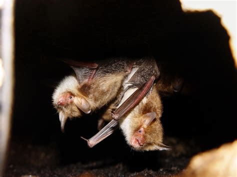 Sounds Of Flies Mating Leave Them Most Vulnerable To Bats The New