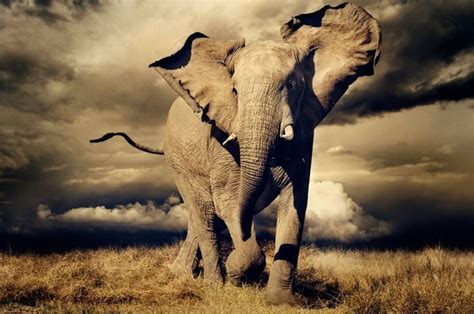 Elephants Are Absolutely Majestic Elephant Animals Beautiful