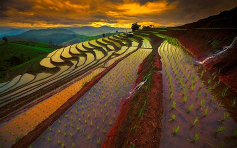 Thailand Rice Field Landscape Wallpaper Hd Nature 4k Wallpapers