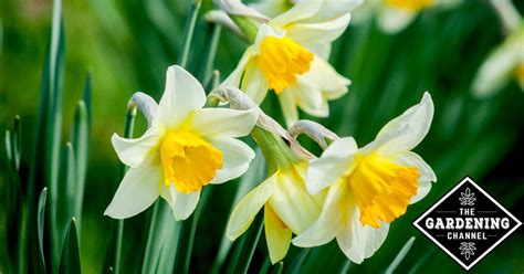 Tips For Planting Bulbs Gardening Channel