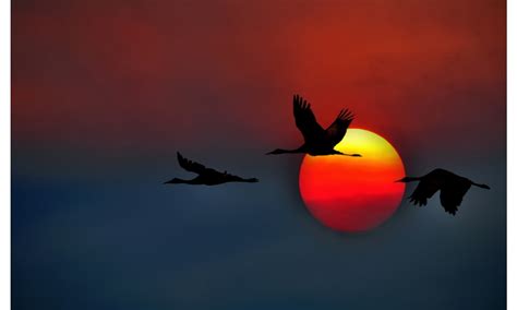 Crane Bird Sunset Flying Wallpapers 1280x768 105227