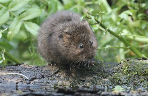 Ratty Returns Plans In Place To Boost Water Voles Numbers About