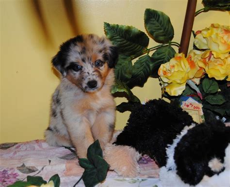 shamrock rose aussies   happy healthy valentines day  puppy families send