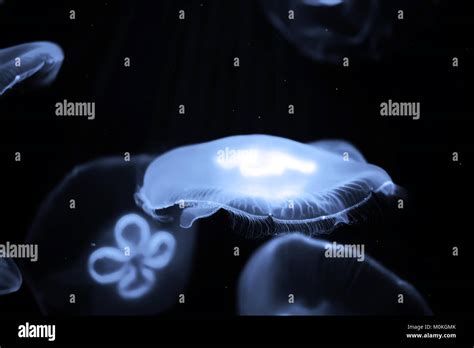 Blue Jellyfish Swim Under Water Stock Photo Alamy