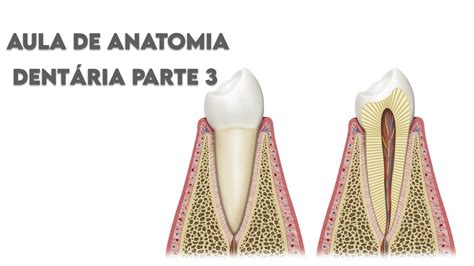 O Metal Presente Nos Ossos E Nos Dentes