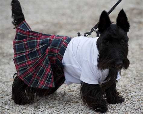 Scottish Dog Presentation