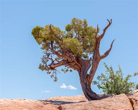 For those who prefer the comfort of a car, the beaver canyon scenic byway travels along the beautiful bear river lined by aspen, spruce, and fir trees. Best Utah Juniper Tree Stock Photos, Pictures & Royalty ...