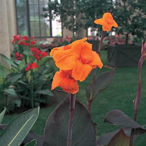 Metrolina Greenhouses 25 Qt Cannova Bronze Orange Canna Lily Plant
