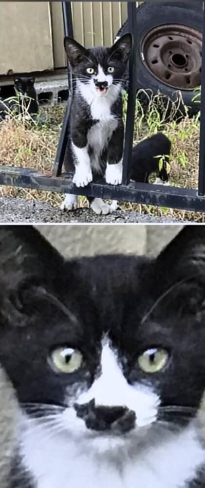 27 Unique Cat Markings That Look So Good You Think Theyre
