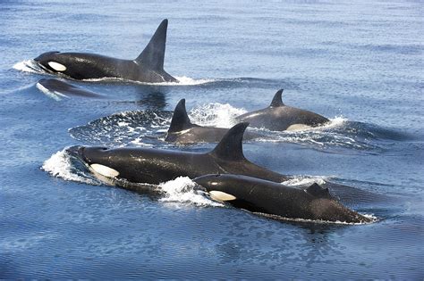Killer Whales Swimming At The Surface Gulf Of California 860 285265