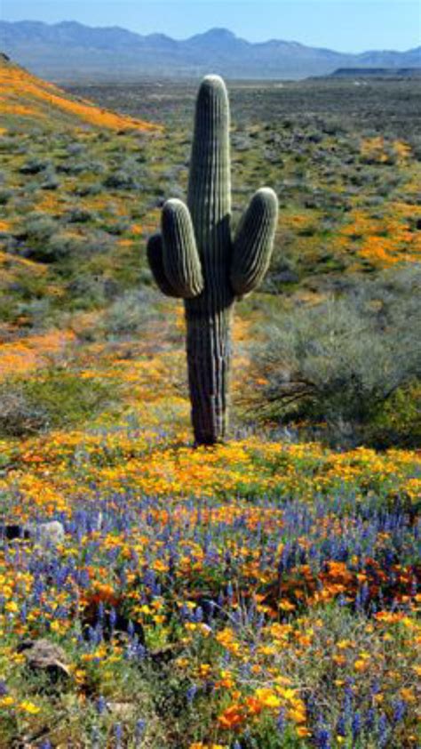 San Carlos Apache Indian Reservation Arizona Arizona Wildflowers
