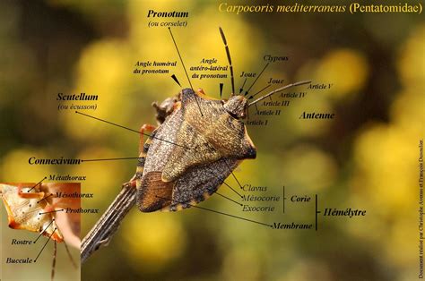 Le Monde Des Insectes Géographie Dune Punaise